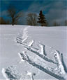 Ski Tracks